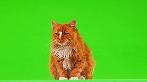 Green Screen Cross Videos: Download 10,527+ Free 4K & HD Stock Footage Clips - Pixabay