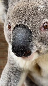 These two cuties have all the koala-fications to be your next favourite animal! 🐨 | Perth Zoo