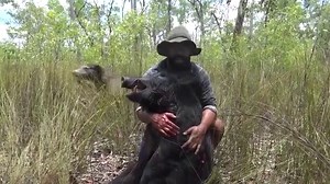 Hogs Dogs Quads wild pigs hunting australia, boars, bush | Hogs Dogs & Quads