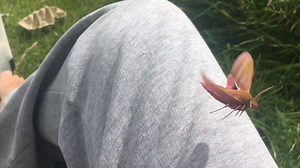 3.1K views · 173 reactions | Check out this slo-mo of an Elephant Hawk-moth taking off - SUCH beautiful creatures! | The Wildlife Trusts | Facebook