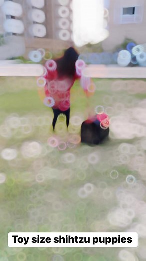 Toy Size Shihtzu Puppies #dogloversdhaka #shihtzulovers #shihtzusofinstagram #shihtzu | Dog lovers dhaka