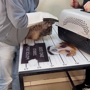 Handling an Angry Cat and Ferocious Feline Encounters 🐱 Part 33 #CatBehavior #PetSafety #FelineFury #AngryCat #CatTraining #PetWellness #FurryFriends #CatLove #PetTips #CatWhisperer #FerociousFeline #AnimalBehavior #Caturday #CatCare #StayCalmAndPurrOn #PawsAndReflect #FelineFriends #PetBehavior #lawyer #attorney #legalservices | Vet Rami Awwad