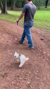 Cute Baby Lamb and Baby Goat Moments