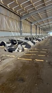Our heavily pregnant ladies, relaxing in the shade today 😎👌 | JF Cobb & Sons