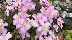 Tips for growing Clematis => https://gardenlovers.link/growing-clematis | Garden Lovers Club
