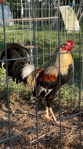 Granja Greer - Pollos Show | Juan Greer Jr.