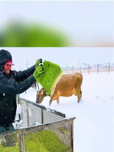 Feeding Cattle Fresh Wheatgrass in Winter | Hydroponic Fodder Farm in Action!