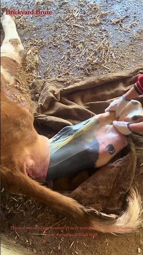 Helping a Cow Give Birth! 🐄