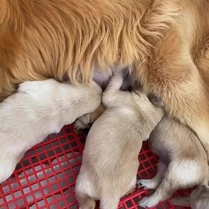 17 reactions | Bristol Goldens on Reels | Facebook