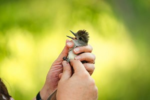 Whether your dream is to be a wildlife biologist, conservationist, or environmental advocate, our program provides a solid foundation to chase your ambitions and contribute positively to our planet. #wildlifeandnaturalresources #csupueblo | Colorado State University Pueblo