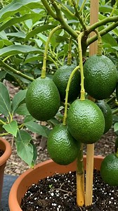 How to Grow陋Avocado Trees from Cuttings Step-by-Step Guide! #avocado | Nathan & Alsop | Facebook