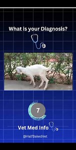 10K views · 86 reactions | �What is your diagnosis � | Half Baked Veterinarian | Facebook