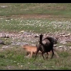 1.4K views · 24 reactions | Strongest Fight Between Wild Beast And Cheetah | Animals usa | Facebook