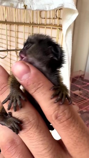 Marmoset monkey #cuteanimal #monkey #pet | Entertainment