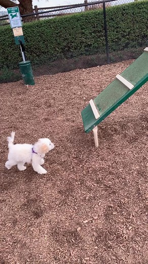 Mariposa dominating the big dog obstacle course at the dog park! #fyp #doggy #puppylove #cutiepups #foryou #mybabydog