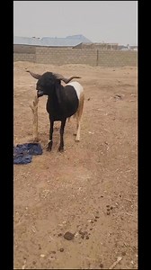 6.3K views · 121 reactions |  Top-Quality Ram Available in Zamfara!...