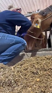 Cows who have recently calved require extra attention, and sometimes, extra care - such as IVs. Being a Jersey, SnoBall is predisposed to milk fever compared to Holsteins - plus she is an older cow, coming into her fifth lactation. She is not significantly low on calcium, but even sub clinical milk fever needs to be treated. | Megan DairyGirl