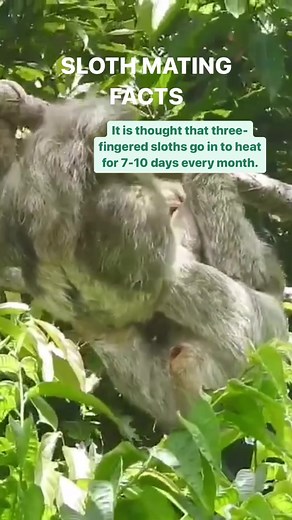 Rare Sloths Mating Act: Fascinating Sloth Facts Revealed!