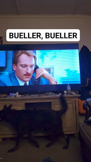 BUELLER...... anyone, anyone! #ferrisbuellersdayoff #storytime #beardedcop #ohyeah | Bearded Cop