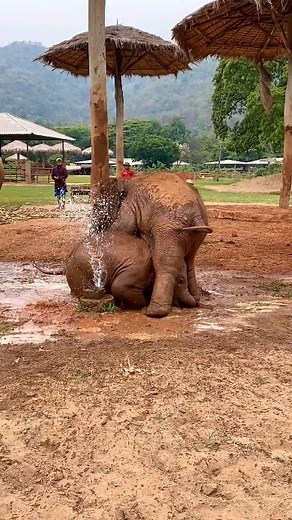 It's Sassy Saturday and who better to represent? Baby Chaba and Baby Pyi Mai when they were just tots. Wait for the end! I'ts never a dull moment @elephantnaturepark! 🐘🐘💦 #SaveElephantFoundation #ethicaltourism #ethicalsanctuary 📽️ @trunksupofficial | The Elephant Initiative