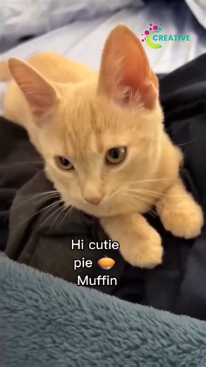 A clean shirt = cat target. | Creative Company | Facebook