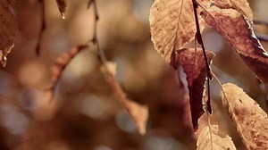 32K views · 527 reactions | Fall is coming. Cabela's Fall Great...