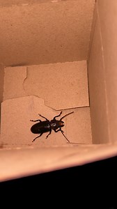 I have never seen a bug this big  | Stephanie Cruz | Facebook