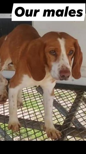 Roy's buy sell and trade on Reels