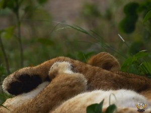 151K views · 5.8K reactions | Pride Rules, Part 18 - हिन्दी डॉक्यूमेंट्री #animals #wildanimals #jungle #documentary #wildsearthtv | Wild Earth HDTv | Facebook