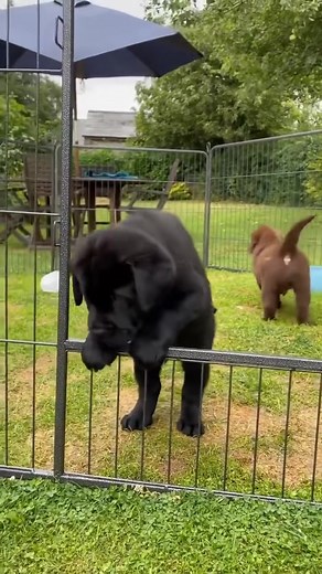 WE HAVE BEAUTIFUL PUREBRED BLACK LAB PUPPIES TO GO TO GOOD HOMES WHEN READY. THESE PUPPIES HAVE BEEN RAISED BY OUR FAMILY , ARE VERY HEALTHY, PLAYFUL AND SUPER CUTE. BOTH PARENTS ARE AKC REGISTERED LABS. PUPPIES WILL GO HOME WITH A VET CERTIFICATE, FIRST VACCINATIONS AND DEWORMED. YOU MAY CHOOSE YOUR PUPPY NOW AND WE WILL KEEP IT FOR YOU TILL READY TO GO HOME. !#labradoroftheday #laboftheday #lablove #blacklabsquad #labradors_ #labradorchocolate #labradorlover #labradors #labradorretriever #blac
