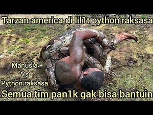 TARZAN AMERICA IN LIL1T GIANT WILD PYTHON SNAKE IN PALM OIL PLANTATION, ALL PAN1K TEAM