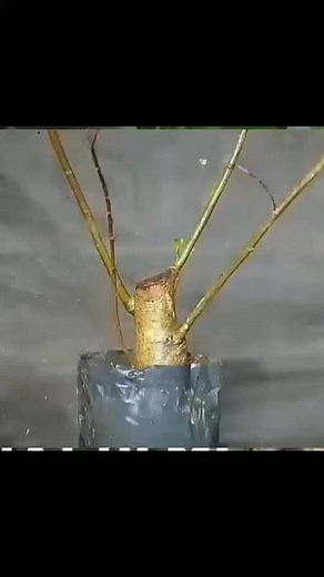 ficus racemosa bonsai loa | Bonsai semi bonsai pemula -prospek madya regional utama bintang