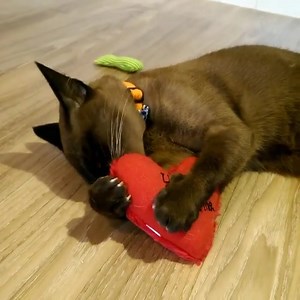 #Catnip induces a harmless, temporary physiological reaction in some cats. While some cats get all excited and playful, Brown Monkey here is just happy to hug his #YeowwwCatnip heart close for some licking and biting. #sweetheart #bemyvalentines #highoncatnip #nekononiwa #猫の庭 #catcafe | Cat Cafe Neko no Niwa