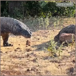 Komodo Dragons Prey on Wild Dogs .. | MBC korea | Facebook