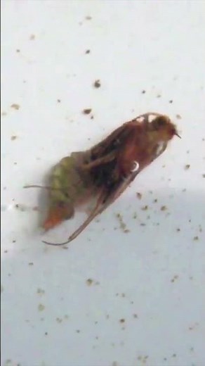 Emerging Caddis Pupa