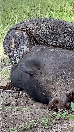 Wow😨 Big pig defeated by being attacked from behind‼️🥶😱