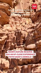This is the ultimate up close nature experience in NEOM😍🇸🇦 📸 naifamri1/TikTok #lovinriyadh #lovinneom | Lovin Riyadh