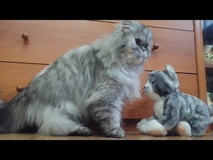 Cat has weird obsession with stuffed animal lookalike