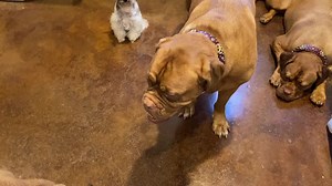 10K views · 2.3K reactions | Merry Christmas everyone | Lone Star Dog Ranch & Dog Ranch Rescue | Facebook