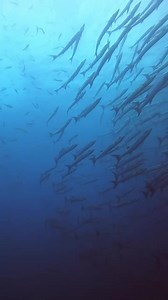 Our universe… | Rocket Frog Divers