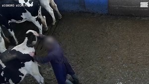 Hidden camera footage shows cows being hit, kicked and abused at Essex farm