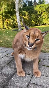 22K views · 677 reactions | Angry Floppa | Pumba Caracal | Facebook