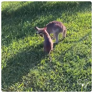 1.5K views · 21 reactions | Koala Hospital Port Macquarie on Reels | Facebook