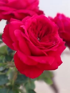 20K views · 6.8K reactions | Beautiful roses | Roses | Facebook