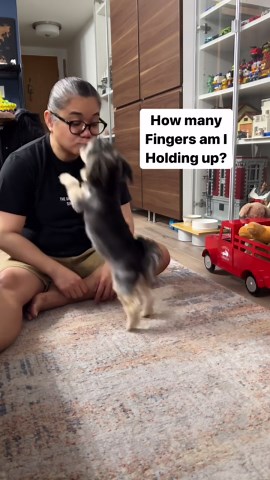 Scout The Morkie on Instagram: "Counting fingers with Scout. Good job baby girl  Have a wonderful Sunday everyone. #morkie #morkiesofinstagram #counting #dogs #reels #dogsofinstagram #reelsinstagram #cutedogs"