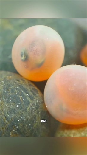How Fish Reproduce Underwater
