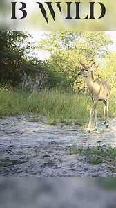 57K views · 933 reactions | #grankudu #greatkudu #Botswana #africa #bwild | BWILD | Facebook