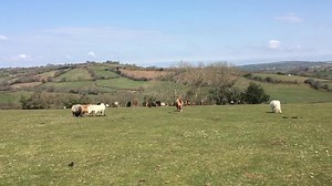 56 reactions | A room with a view. Lucky ponies. #dartmoor #miniatureponycentre #poniesgrazingondartmoor #miniatureshetlands | The Miniature Pony Centre | Facebook