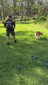 Bad news!... Unfortunately, with very sad news via phone conversation, a dog owner rang me to tell me how much she regrets by not getting me to go around and teach her my snake avoidance lesson when she seen my clip a few weeks ago on this page, she informed me that it was the most regretful decision she ever made as now her boarder collar Unfortunately has died within minutes after sticking his nose out of curiosity with a Eastern Brown snake at her property! Eastern Browns are the second most 