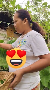 Hello guys good morning ubani mi ninyo sa Akong pag harvest sa atong sinintas nga usa ra ka punuan🥰😁 Pero daghan gyud Siya ug bunga With Måy Må Y | Jocel Judaya